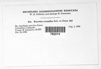 Puccinia recondita image